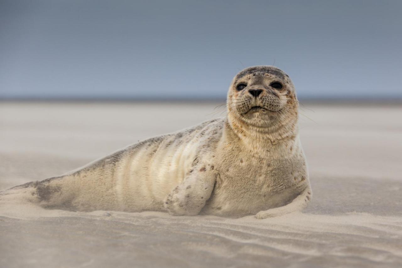 Surf Vue Mer 100M Plage Berck Kültér fotó